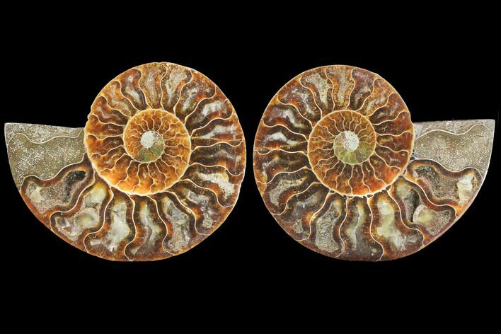 Sliced Ammonite Fossil - Agatized #125040